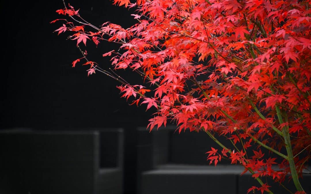 Festa infantil com brinquedos infláveis: Você não vai acreditar no que preparamos!